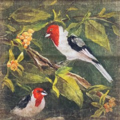 LES DEUX OISEAUX A COIFFE ROUGE (120x120cm)